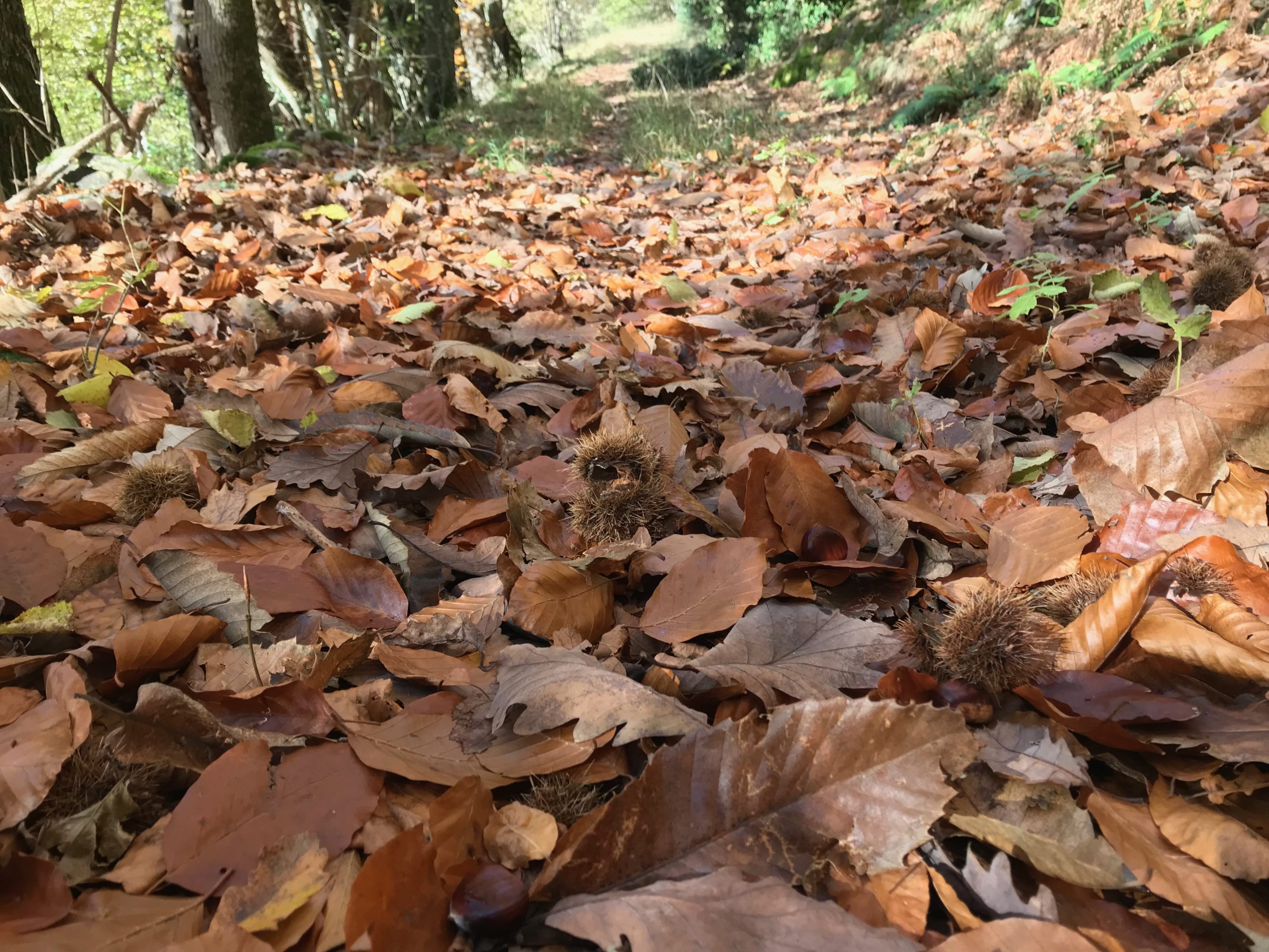 Ramasser des châtaignes dans les Pyrénées à l automne