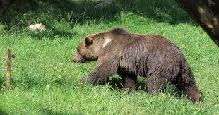 Effaroucher les ours est interdit (et c'est confirmé)
