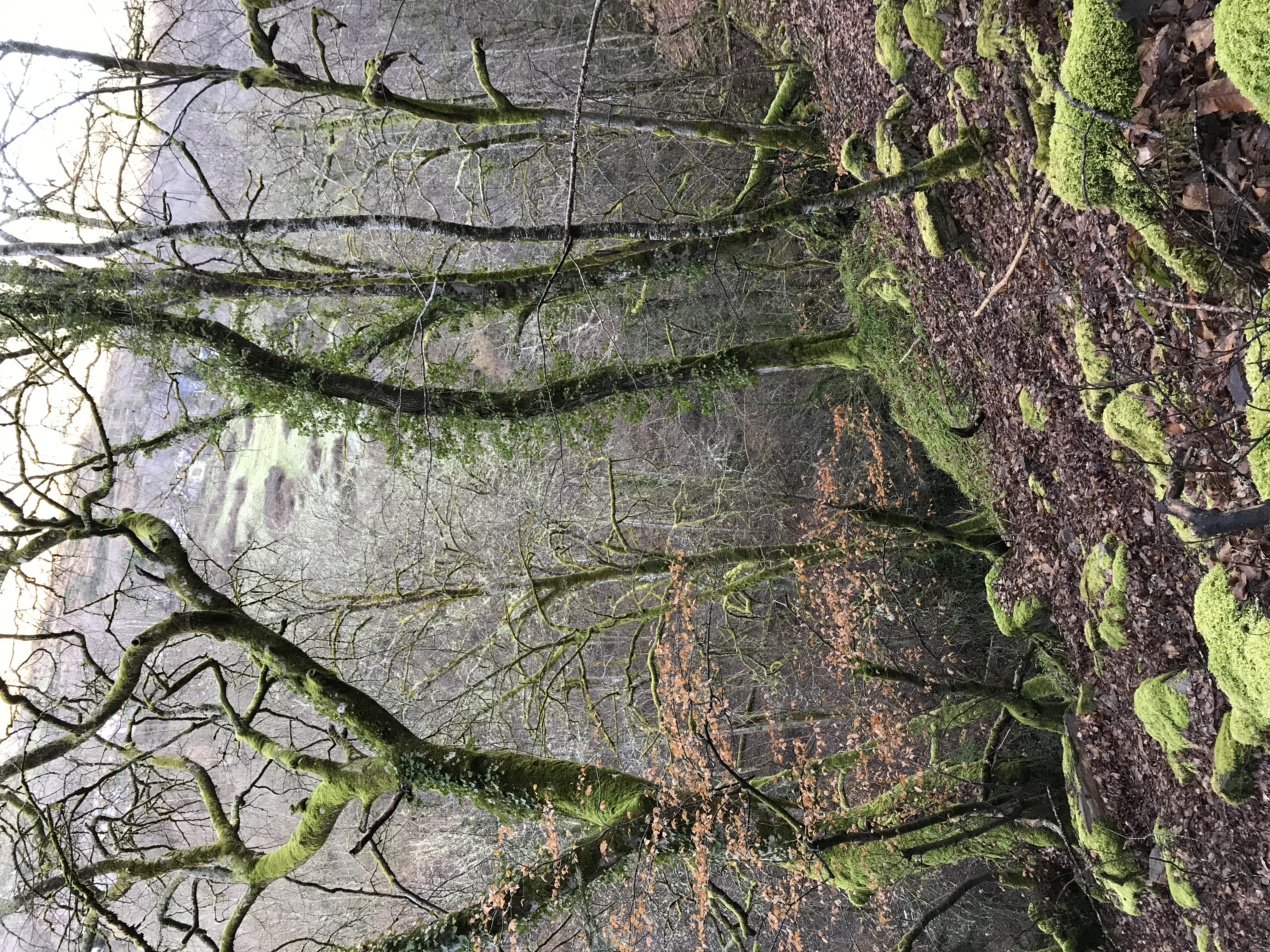 12 zones humides classées à Melles en Espaces Naturels Sensibles