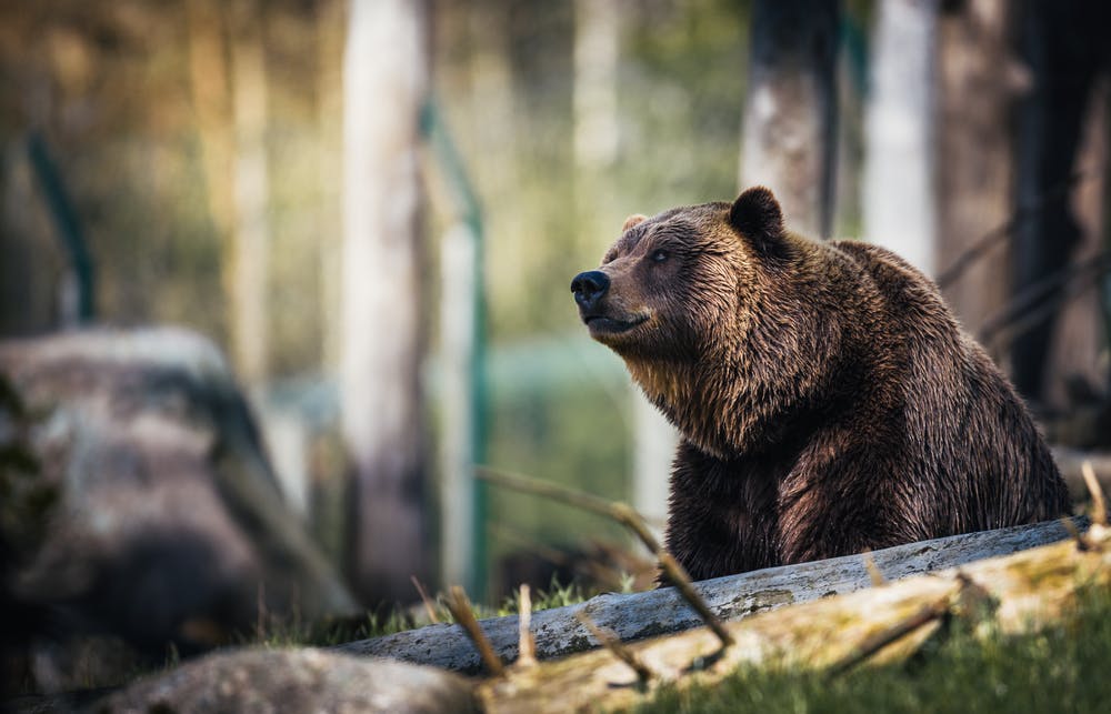 Si je croise l'ours en faisant une randonnée autour de Melles ?