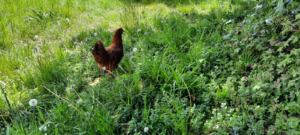 Cier de Rivière Poules