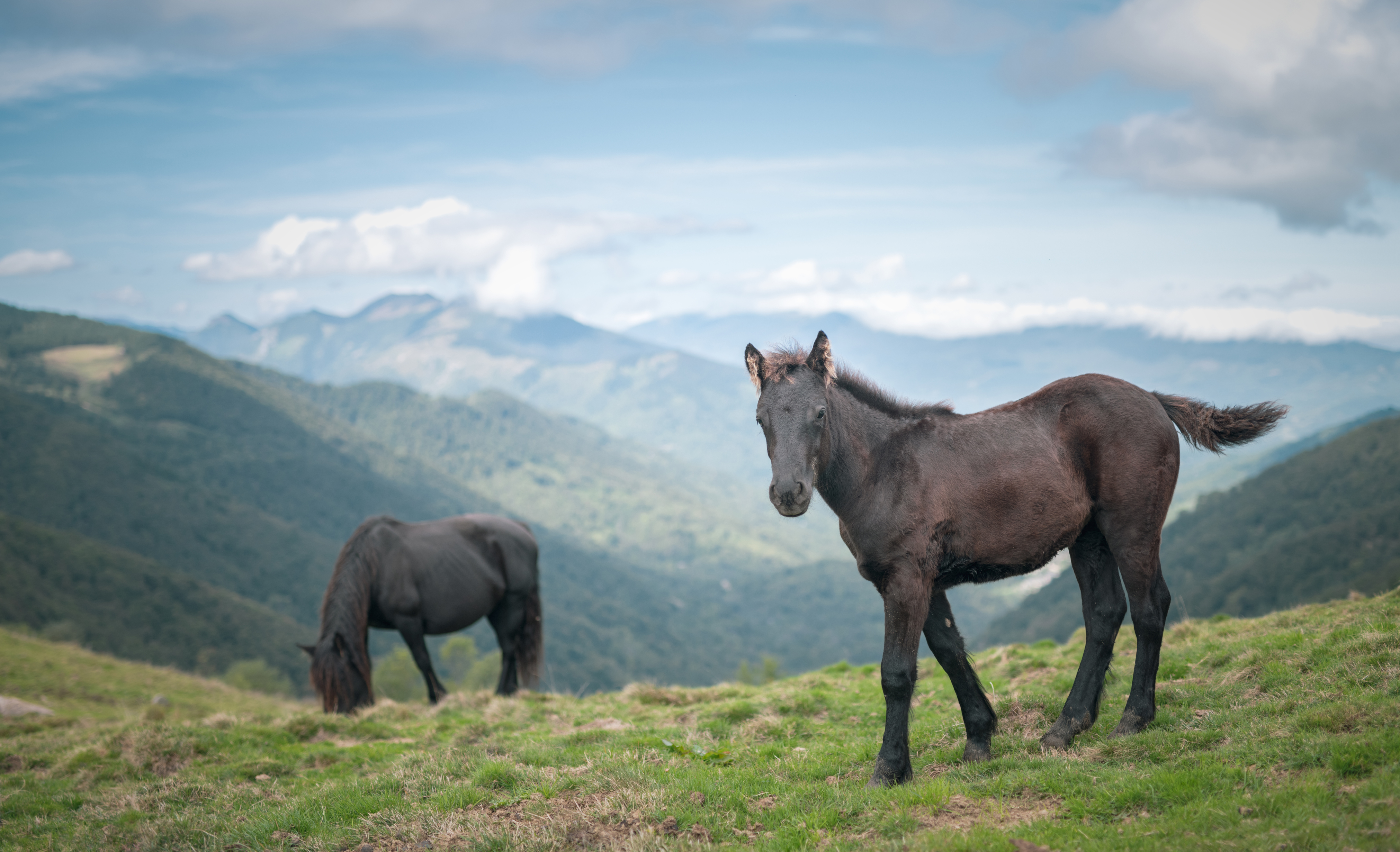 A Melles de l'écologie de bon sens avec des chevaux de Merens en pâture
