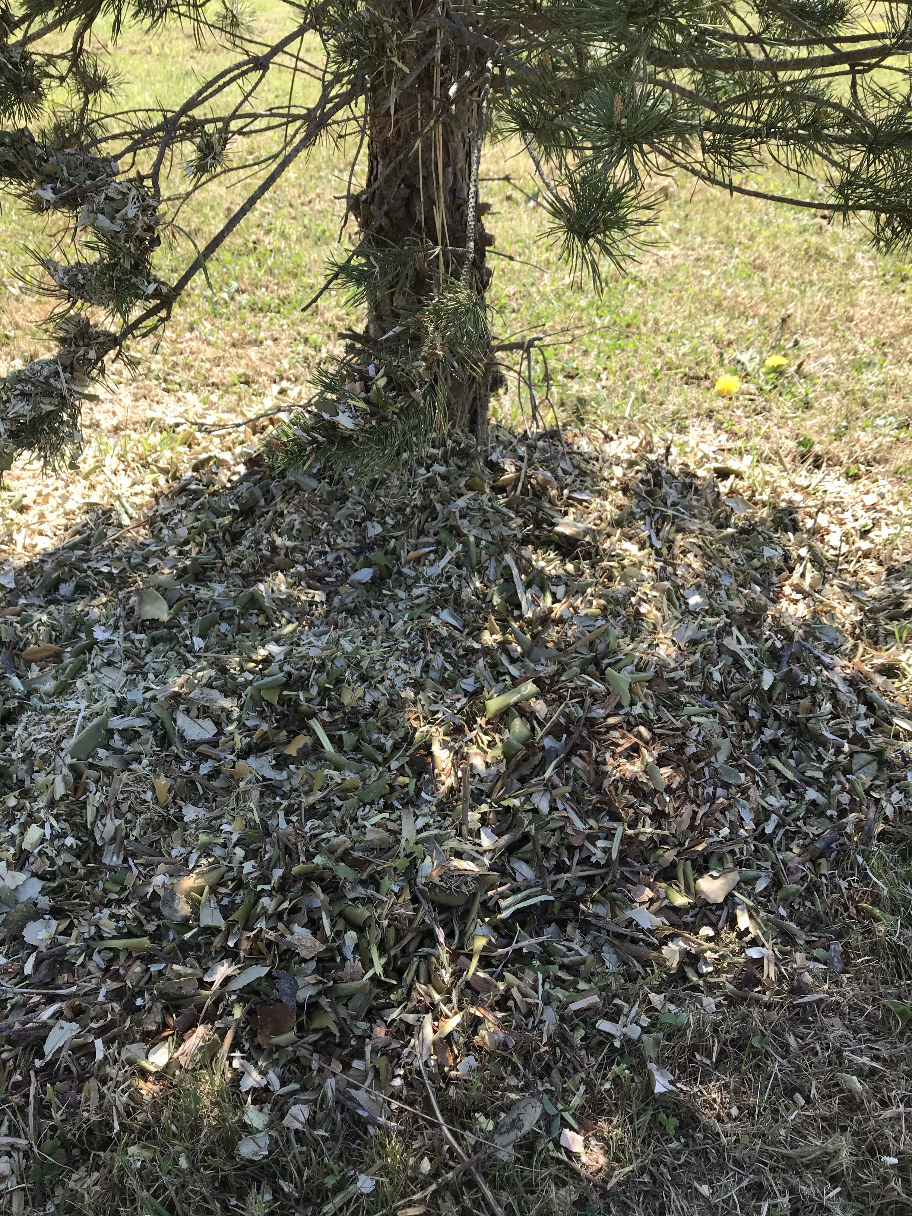 Fabriquer son paillis maison avec un broyeur de branches