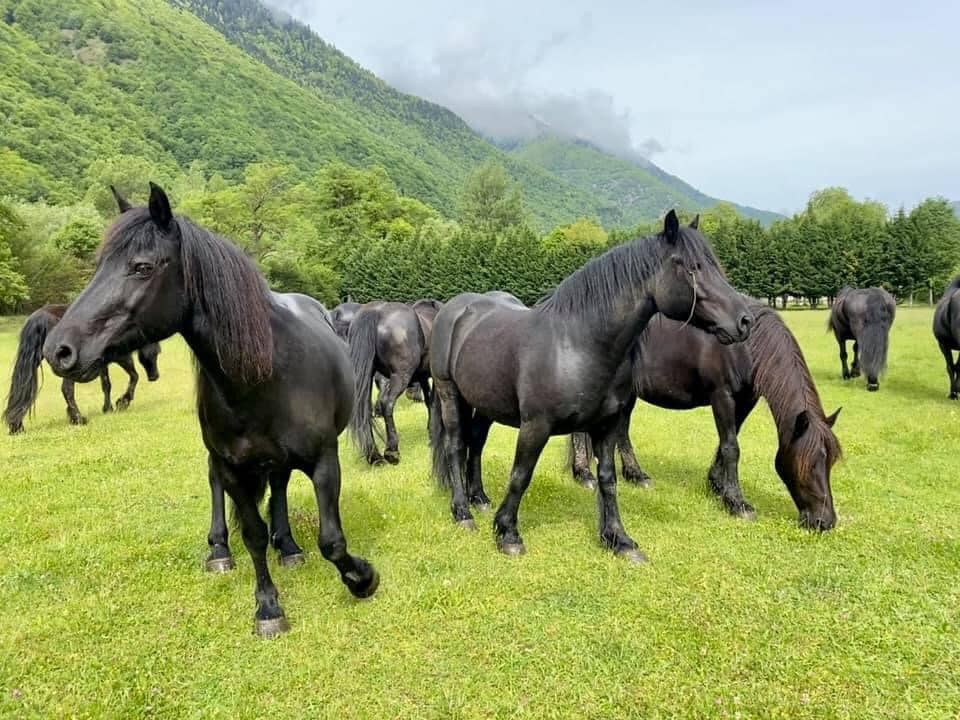 Transhumance des chevaux de Merens sur Labach de Melles