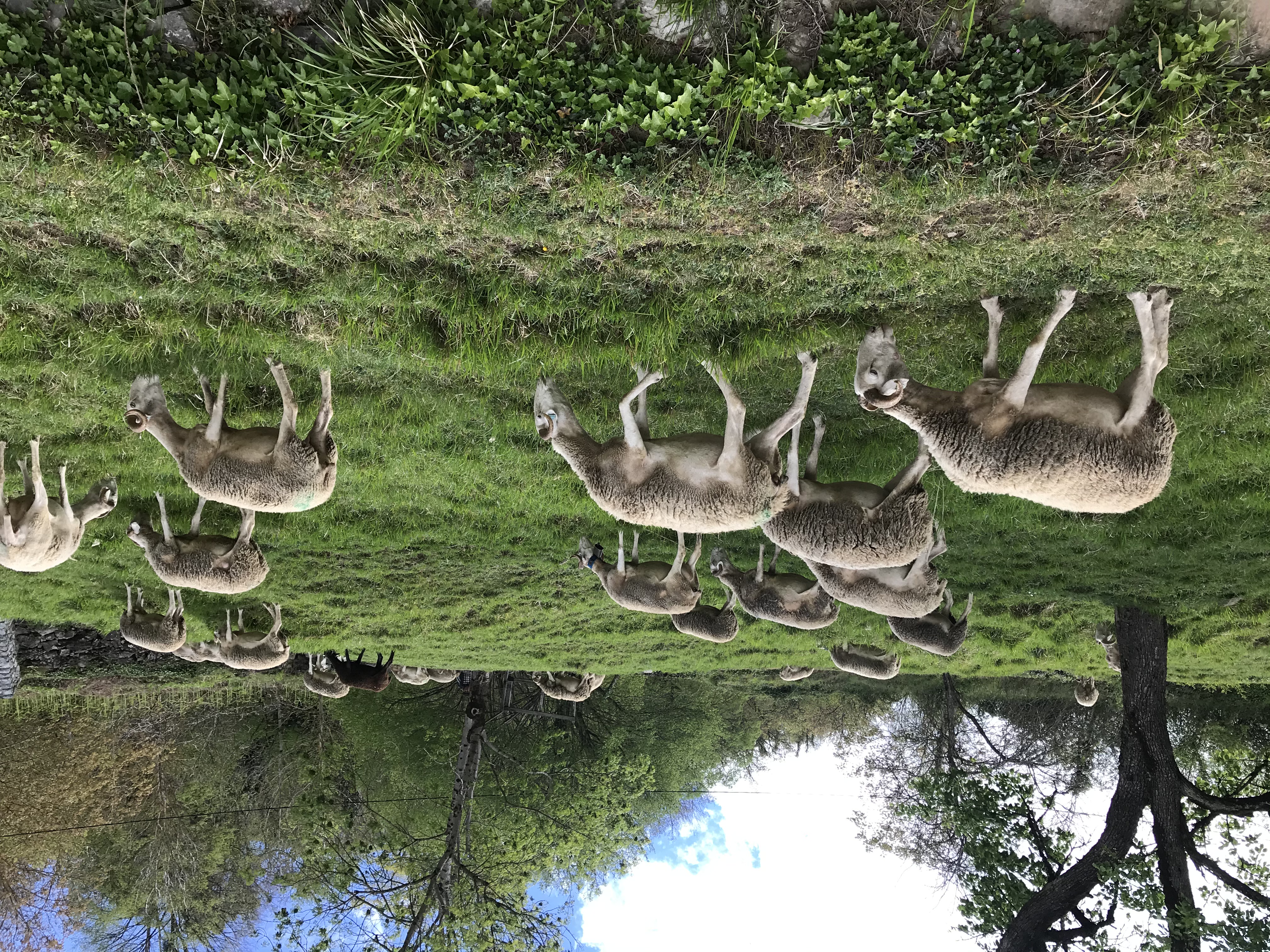 Circuit-court entre les éleveurs du territoire et l'épicerie Comenge