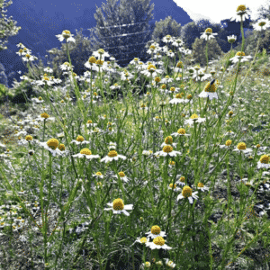 Camomille à La ferme magique (Labach de Melles)
