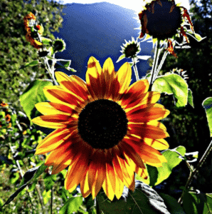 La ferme magique Labach de Melles