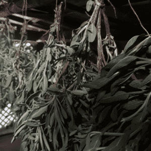 Séchage naturel des plantes à la Ferme magique