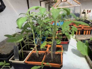 Semis à la maison d