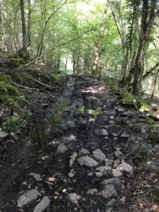 Forêt humide Melles