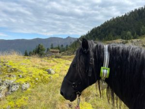 Chevaux de Merens et leur balise GPS