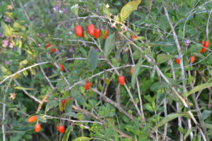 Buisson baies de Goji