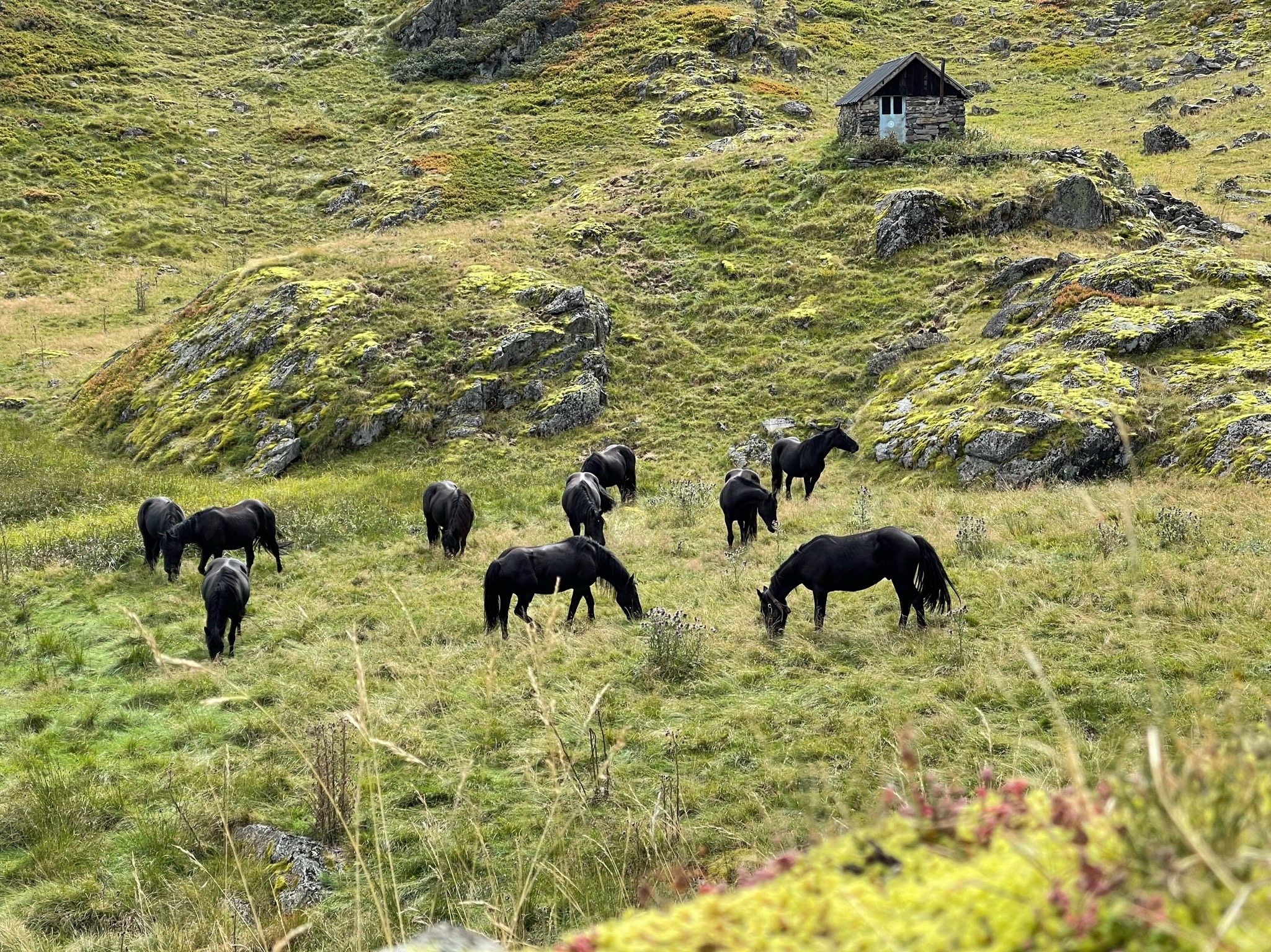 Un Groupement Pastoral équin pour la reprise agricole à Melles