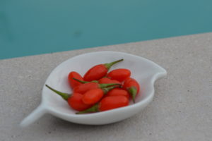 Cultiver baie goji dans les Pyrénées