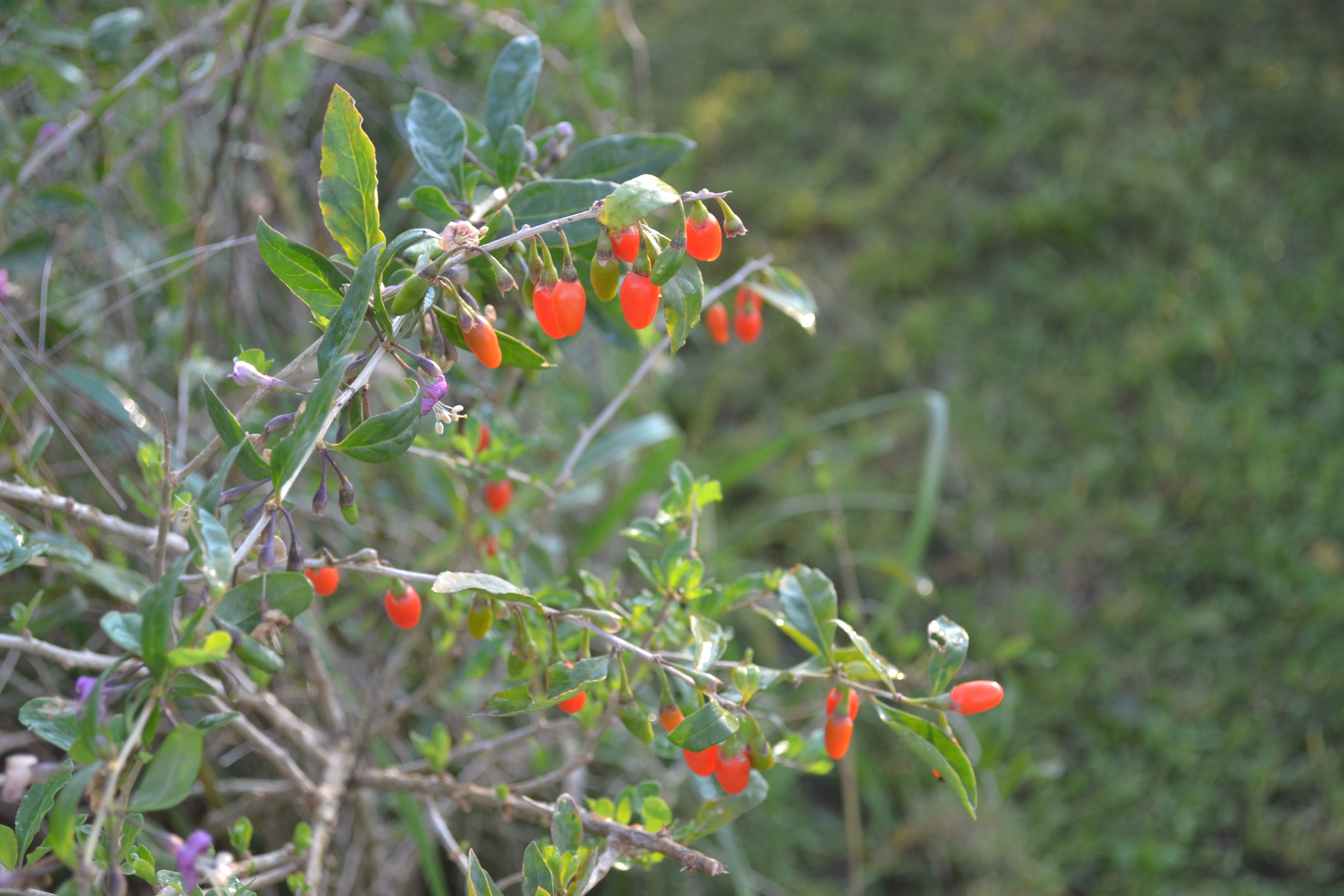 Cultiver des baies de Goji dans les Pyrénées