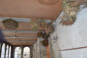 Nids Halle Saint-Béat