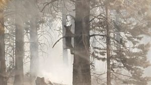 Ours pris au piège de l