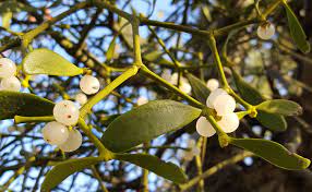 Le gui entre tradition et porte-bonheur pour le nouvel an