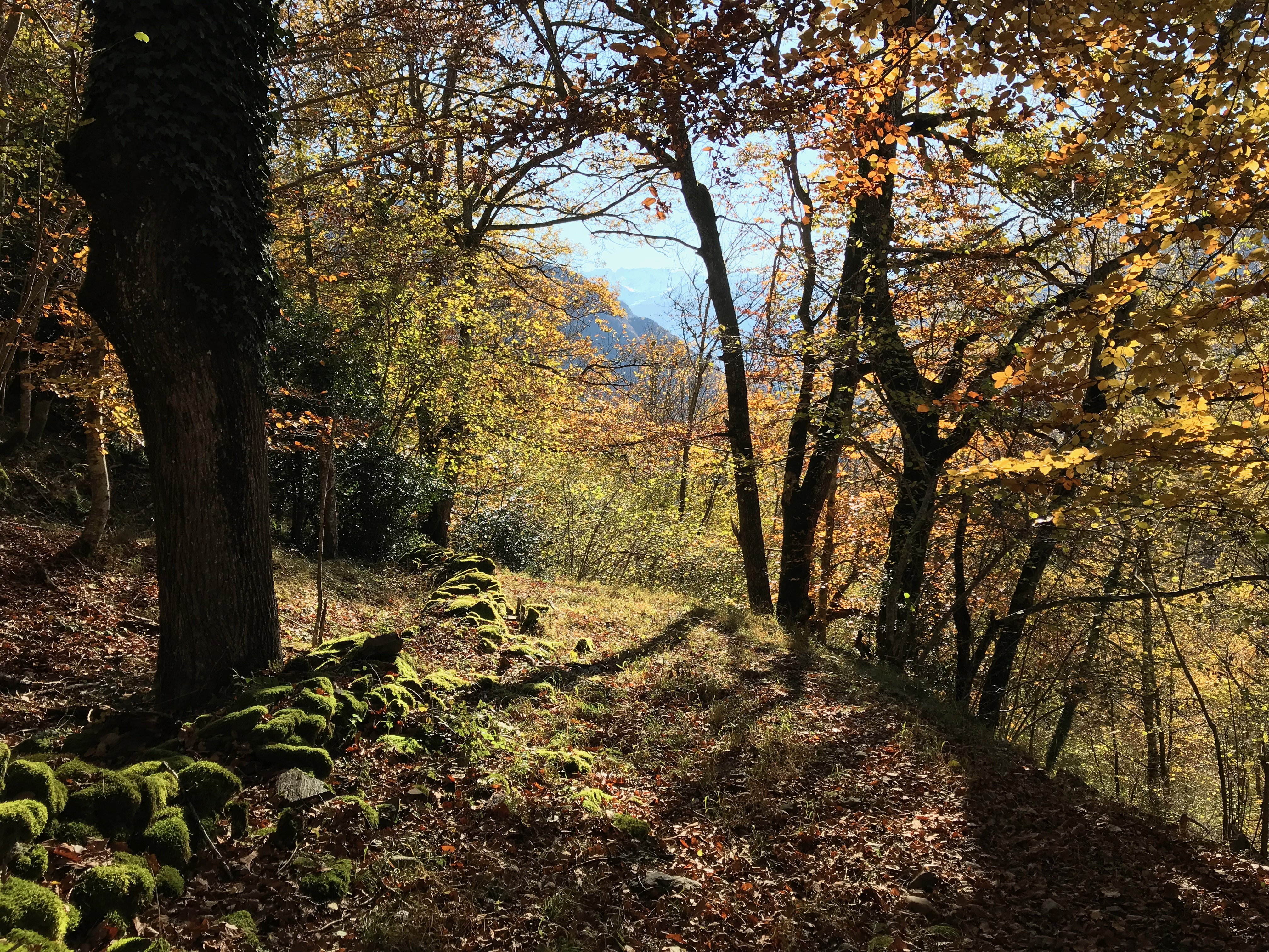 Peut-on librement ramasser du bois en forêt et en montagne ?