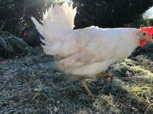 Poule Leghorn meilleure pondeuse