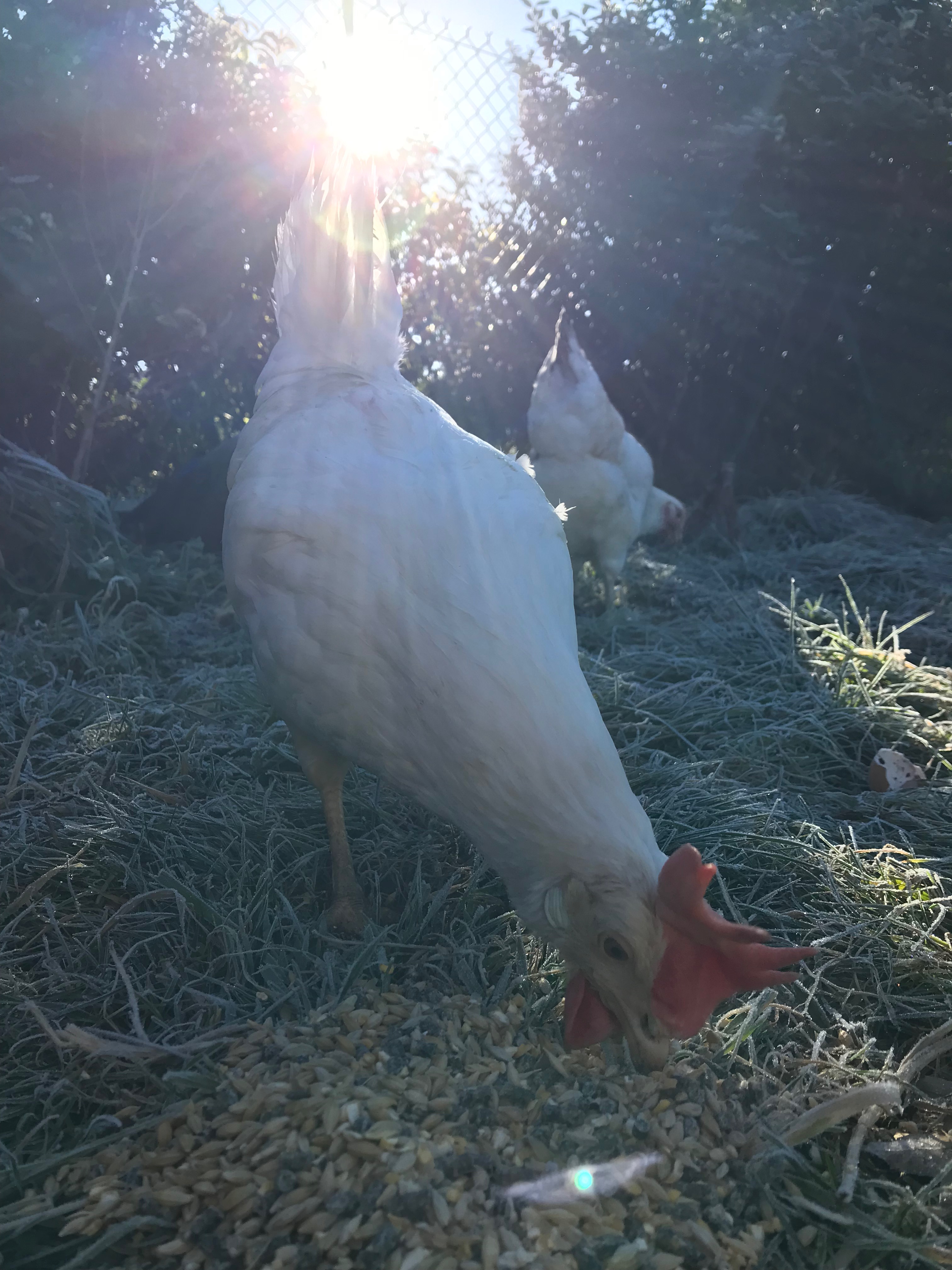 La poule Leghorn la meilleure pondeuse