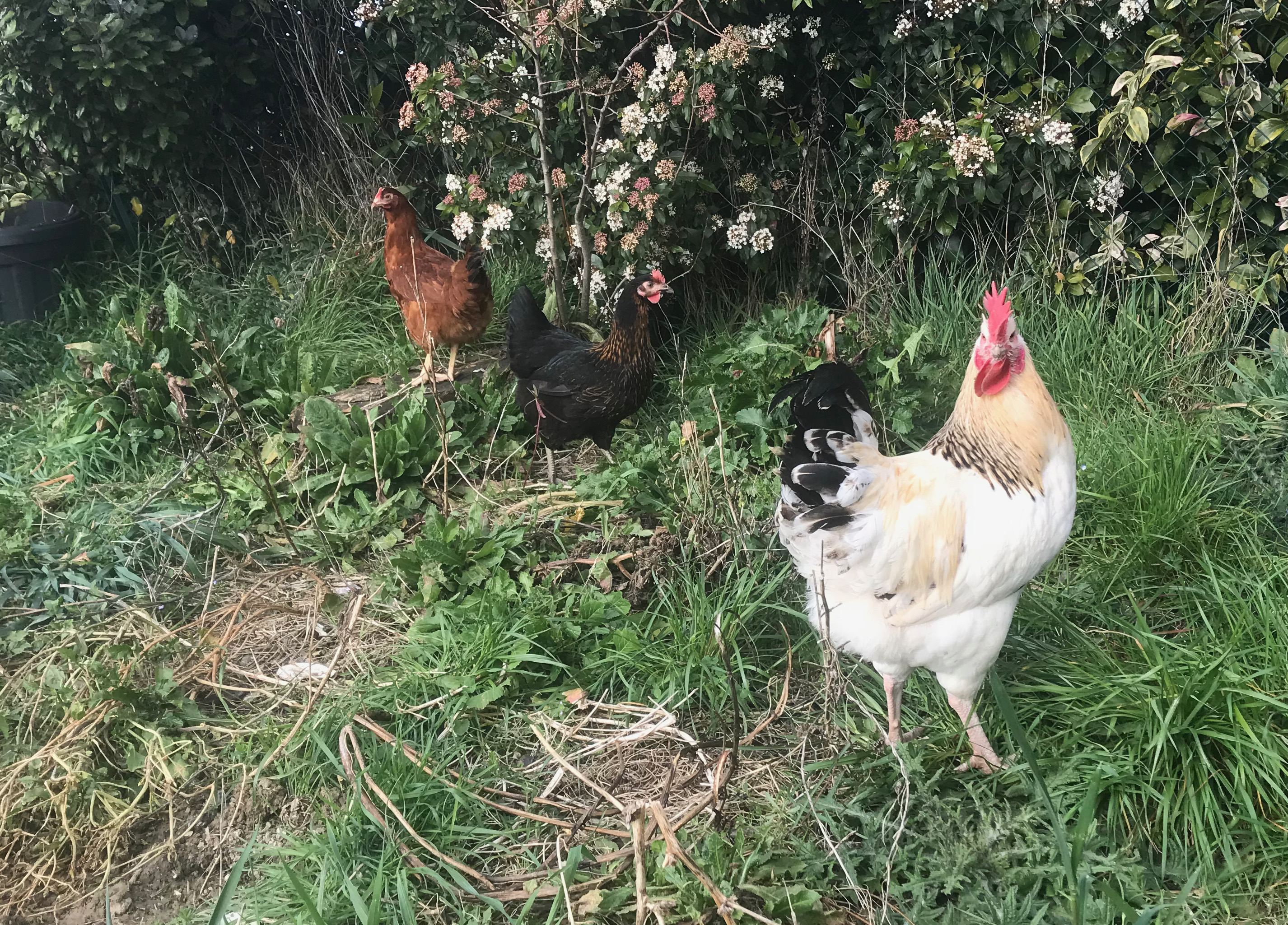 Pourquoi adopter des poules dans son jardin ?