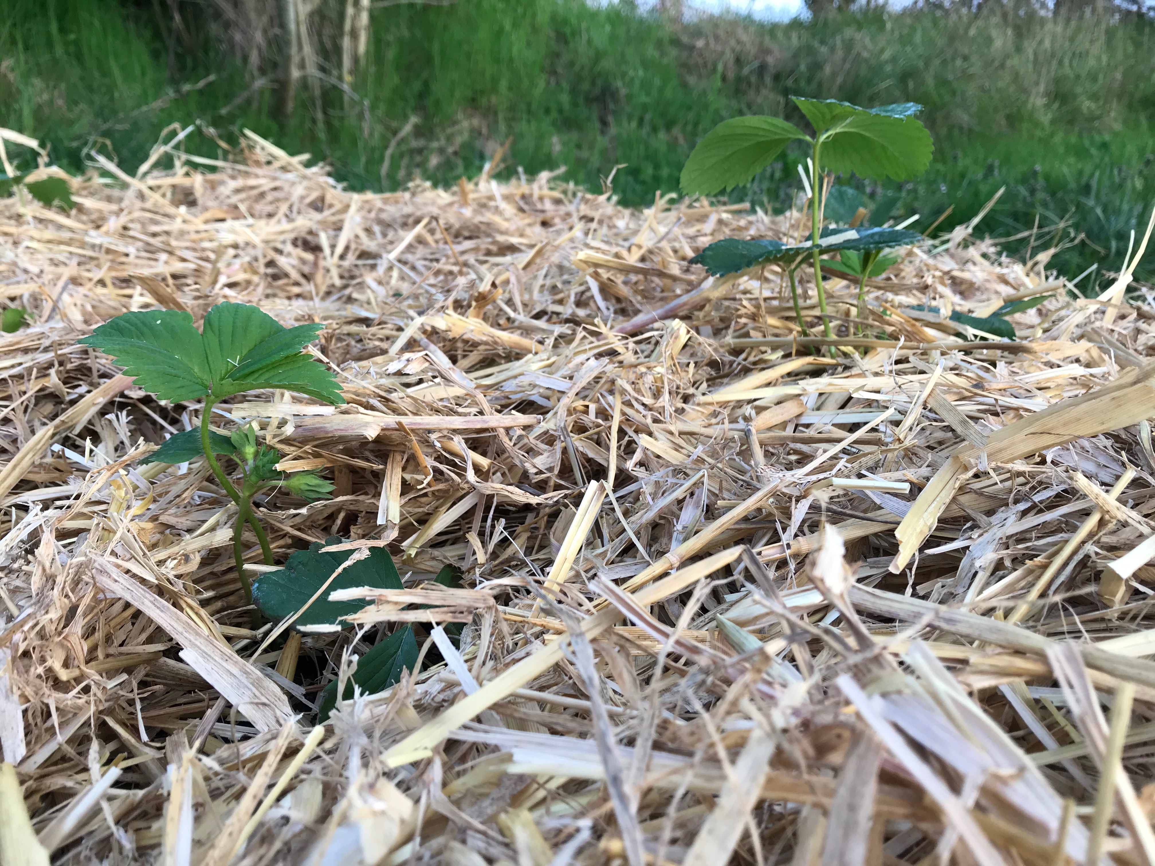 Comment planter ses fraisiers ?