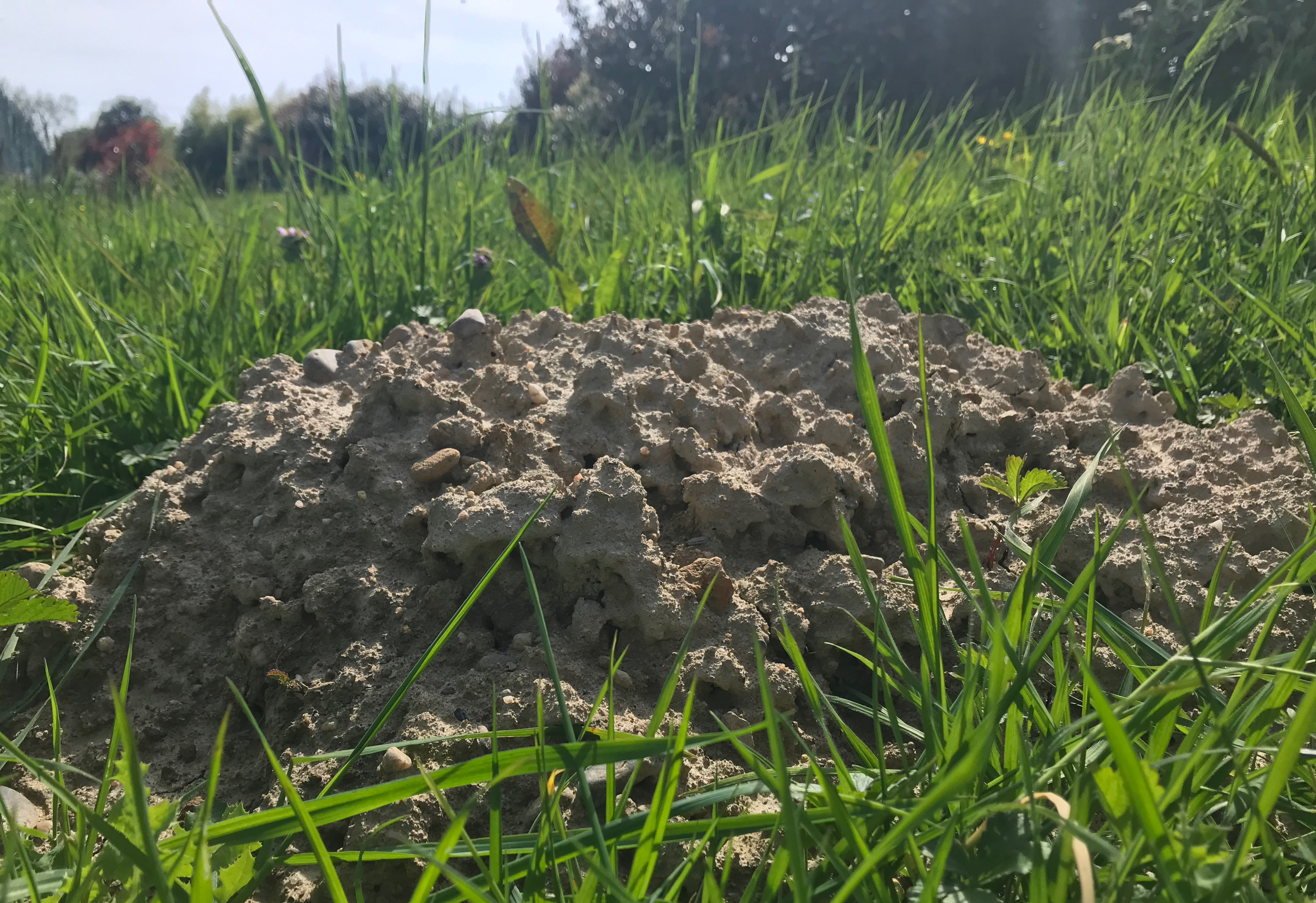 Comment utiliser la terre des taupinières dans son potager ?