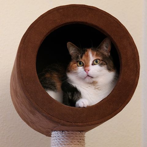 Arbre à chat design et naturel