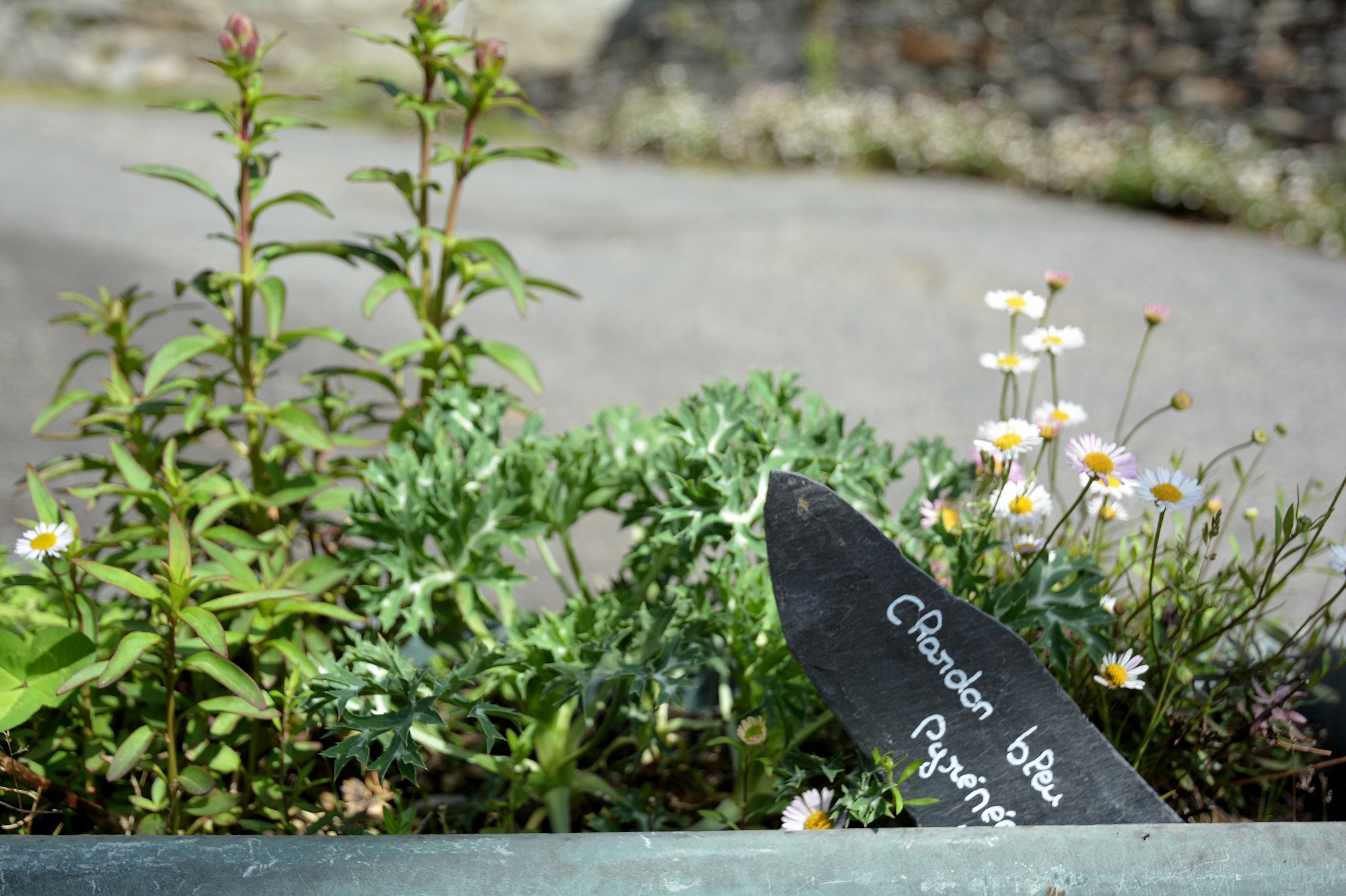Ouverture de la saison 2022 du jardin botanique Pyrénéen à Melles