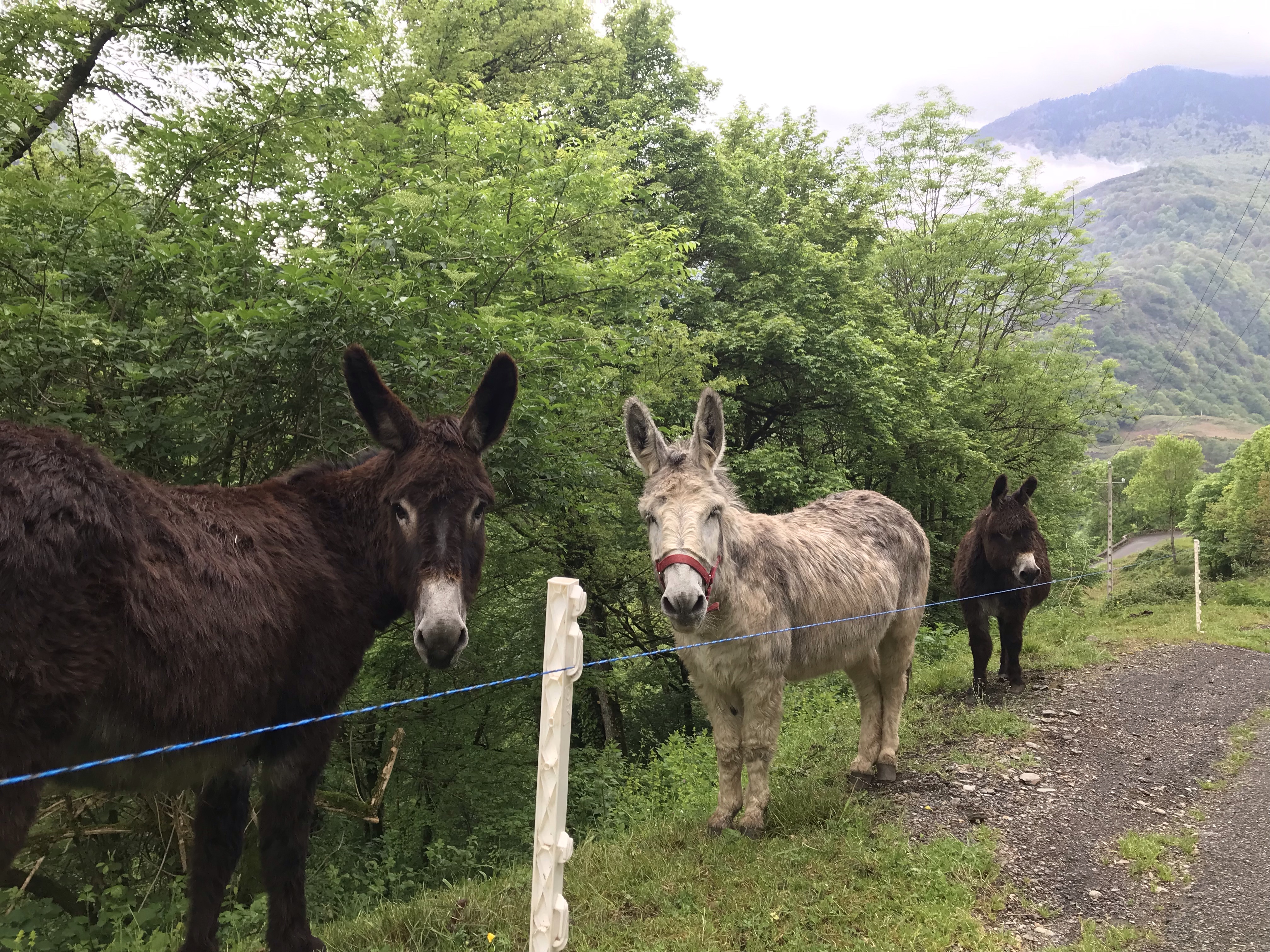A Melles des tondeuses trois ânes pour entretenir les sentiers