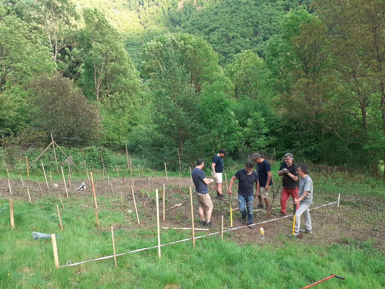 Une vigne expérimentale à Melles