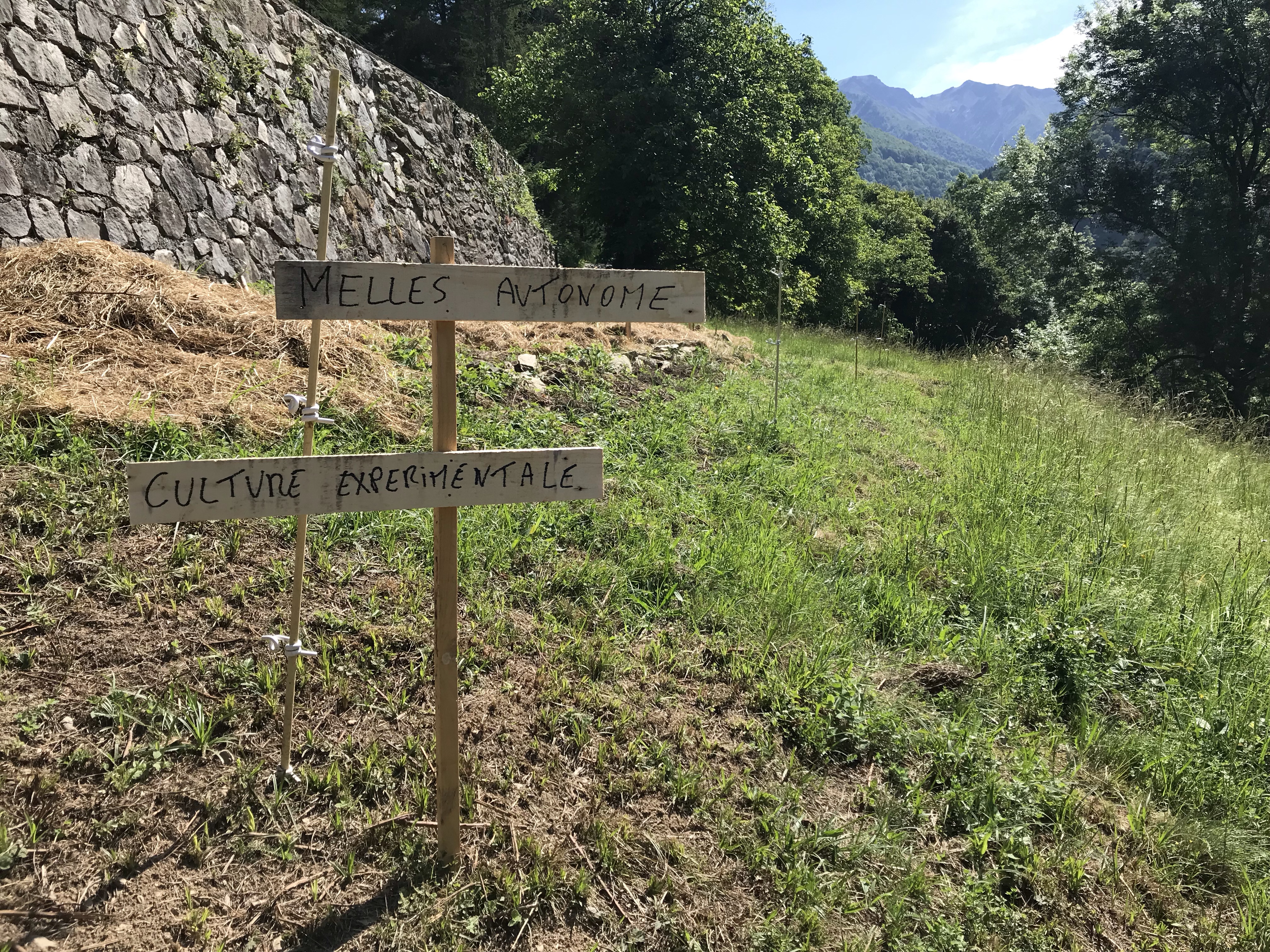 A Melles les céréales expérimentales poussent bien