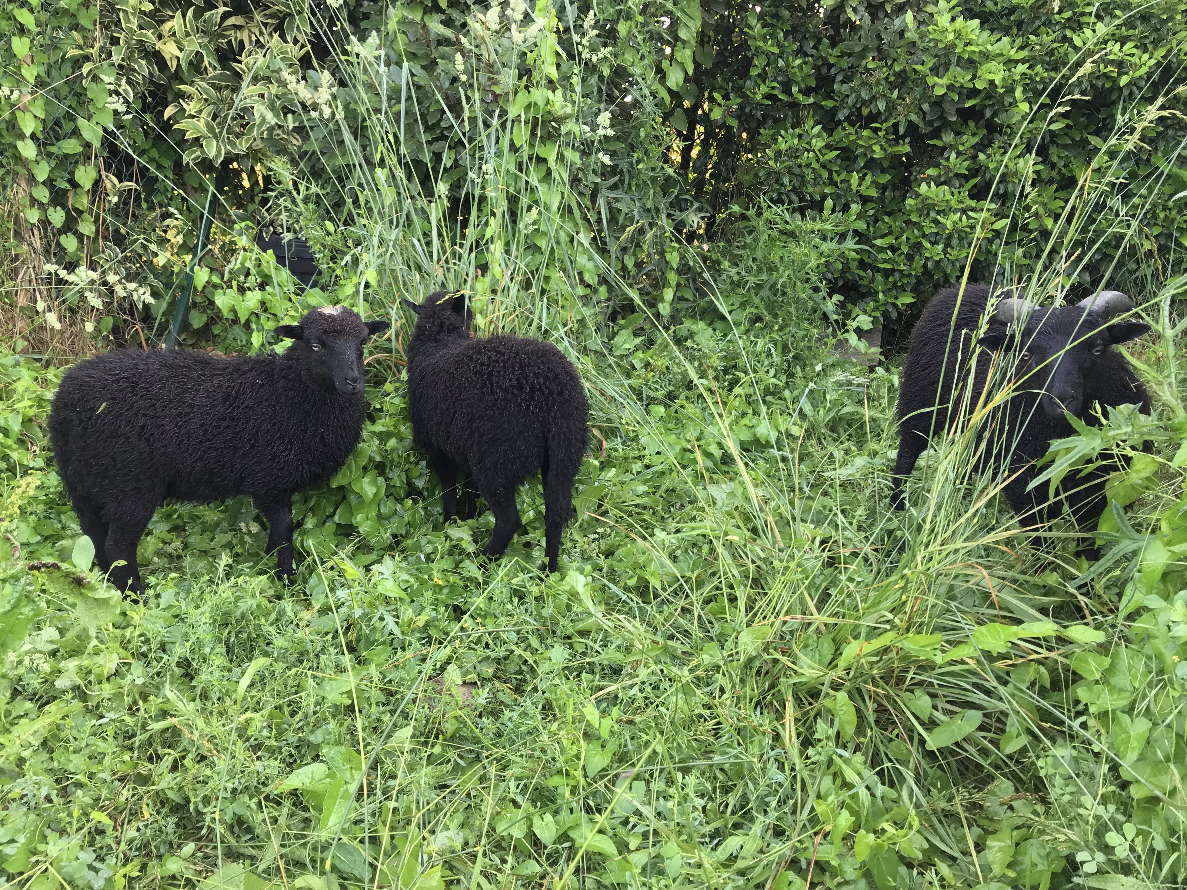 Adopter des moutons d'Ouessant dans les Pyrénées