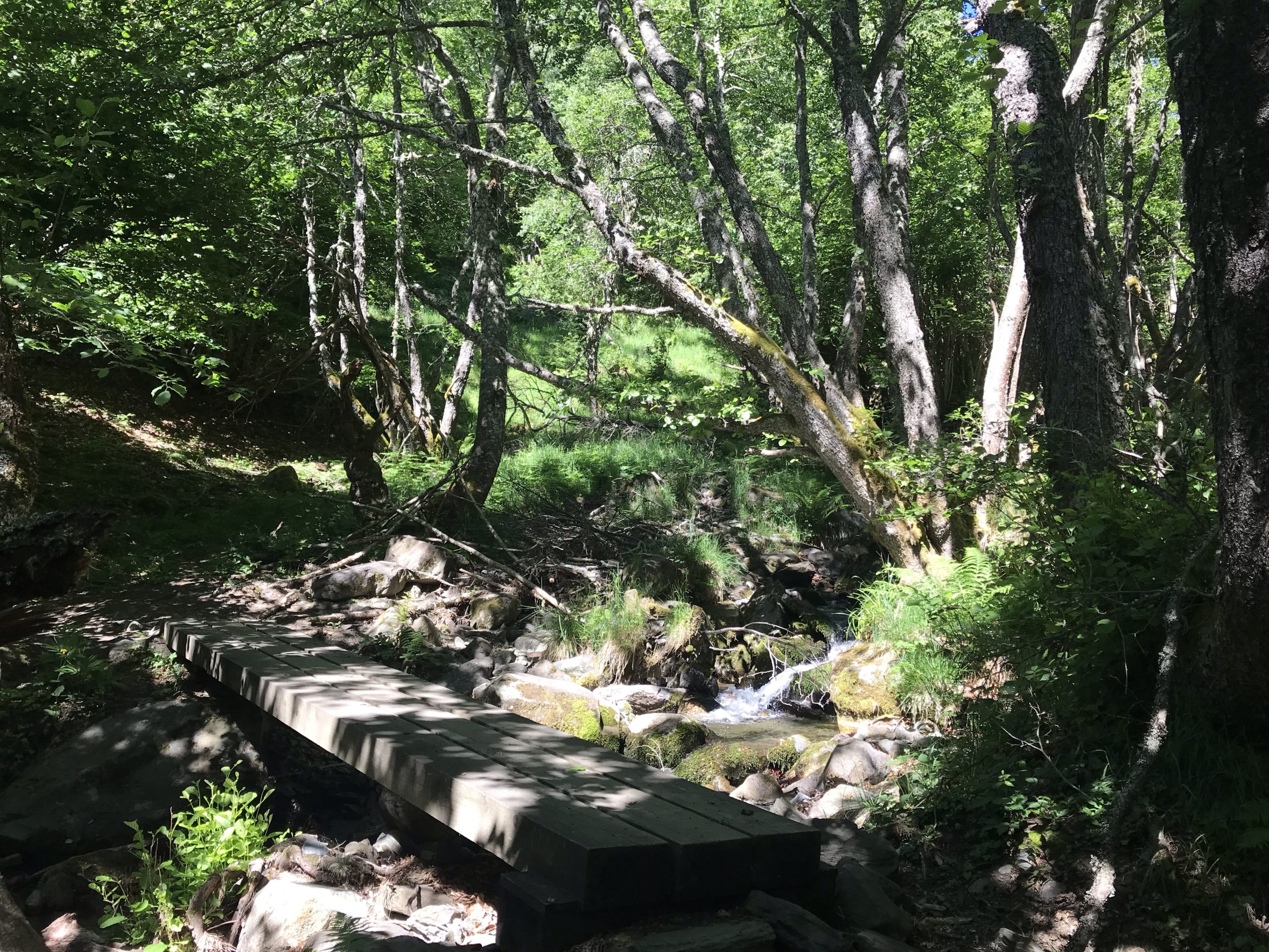 Le petit pont de bois