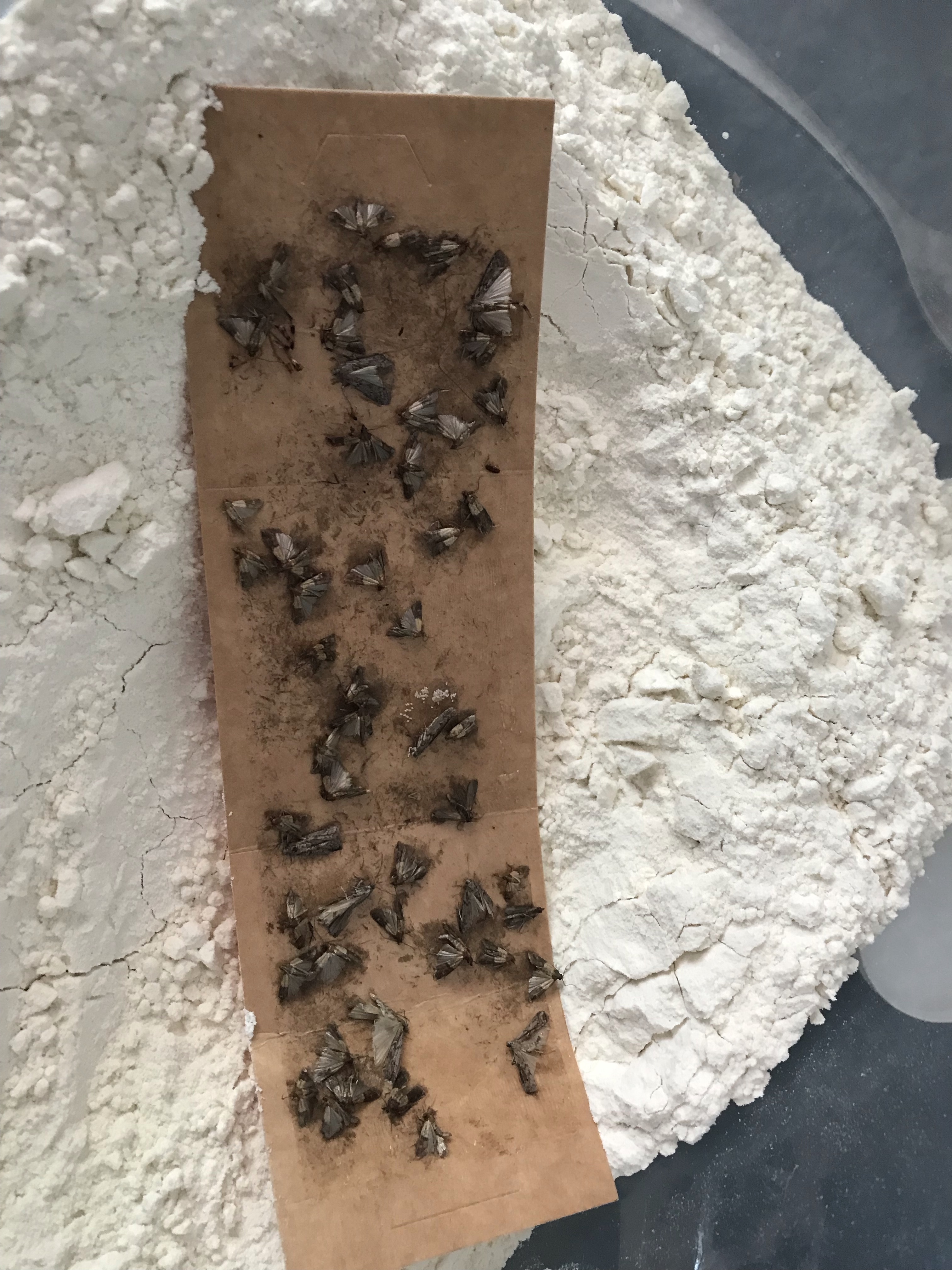 Comment se débarrasser des mites alimentaires ?