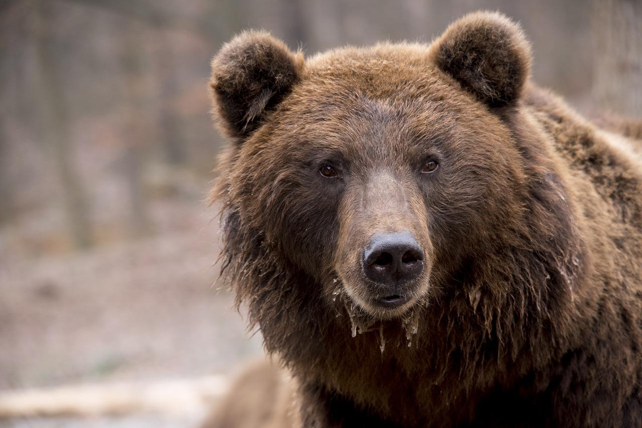 Après la mort d'un ours à Melles une enquête ouverte