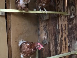 Poules pondeuses Melles