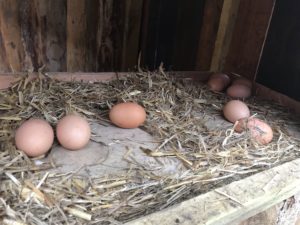 Oeufs poulailler municipal Melles