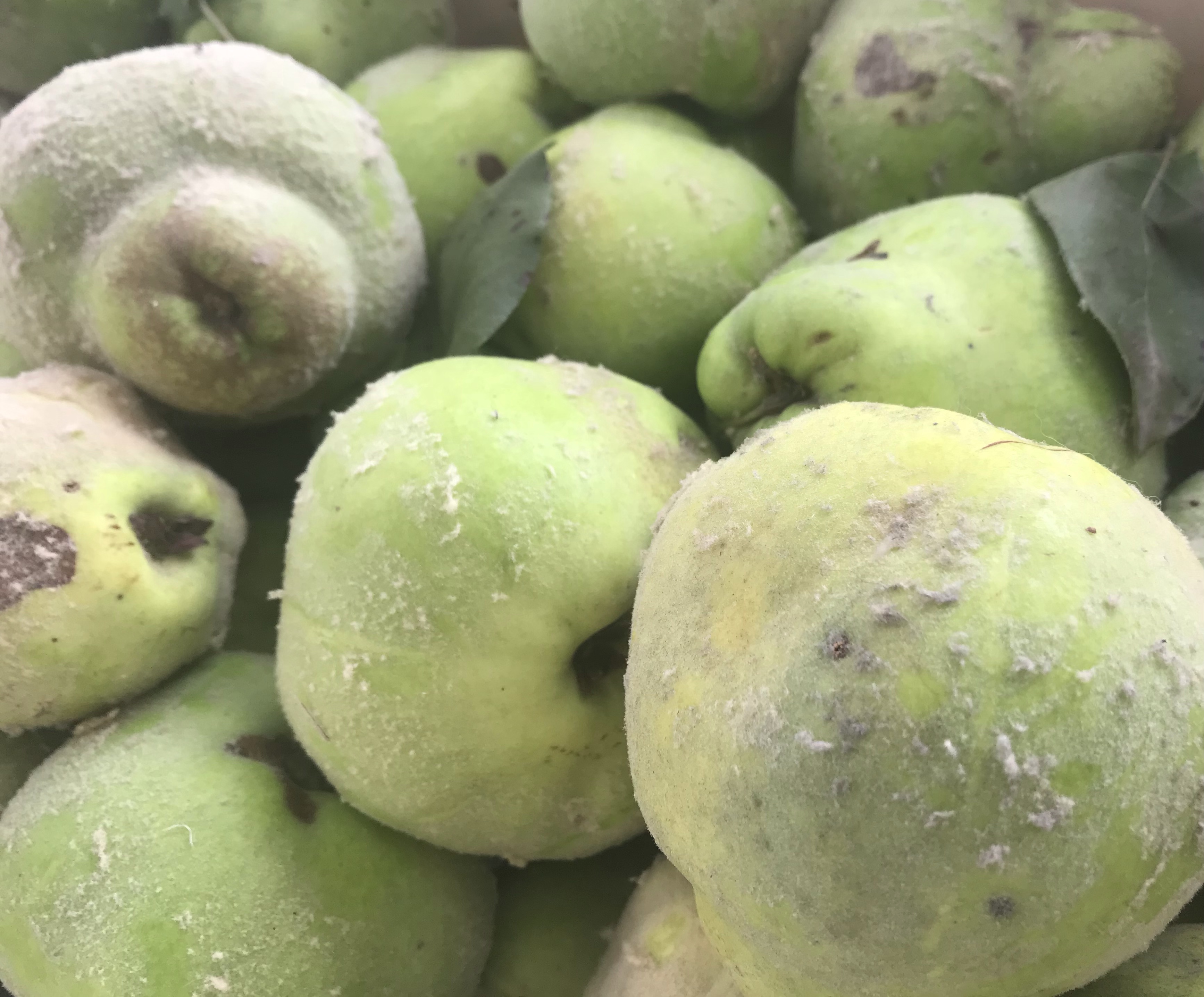 Gelée de coings une recette nature et économique