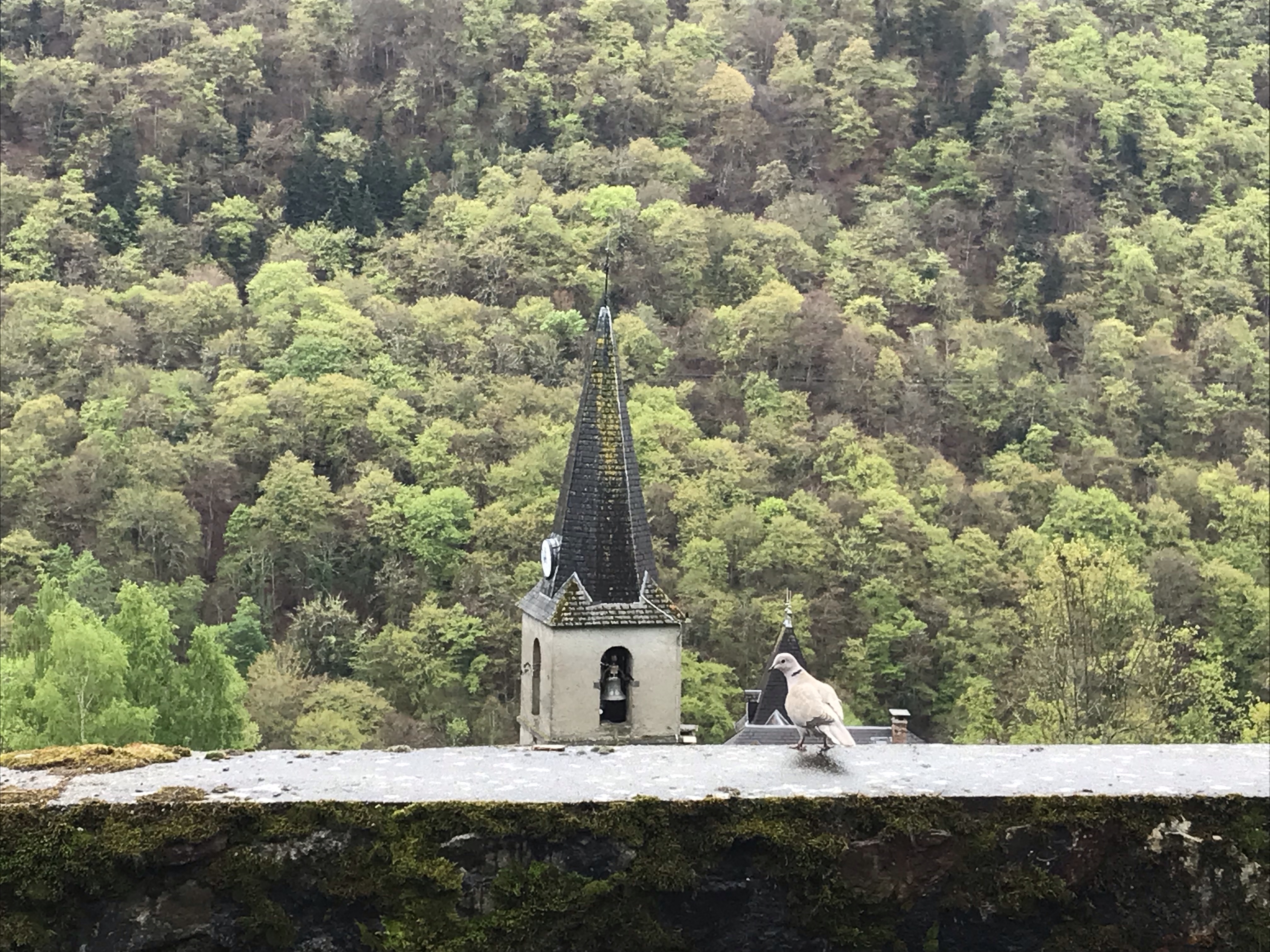 Pourquoi les courses au supermarché tuent les oiseaux ?