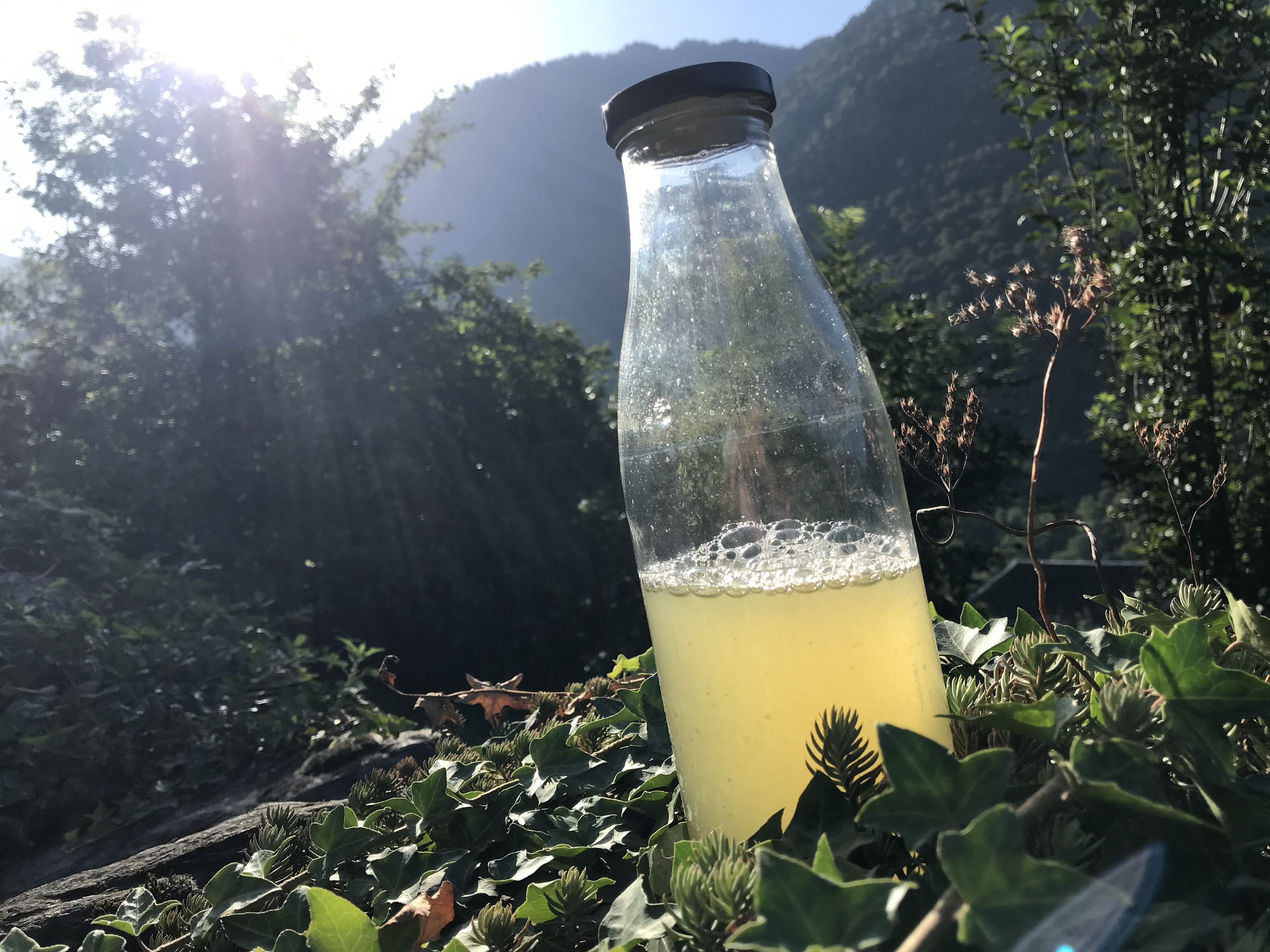 Comment préparer sa lessive naturelle et gratuite avec du lierre ?