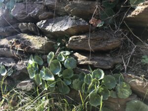 Nombril de Vénus dans les murs en pierre des Pyrénées