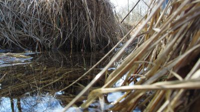 Les veilleurs de tourbières au cinéma Les variétés