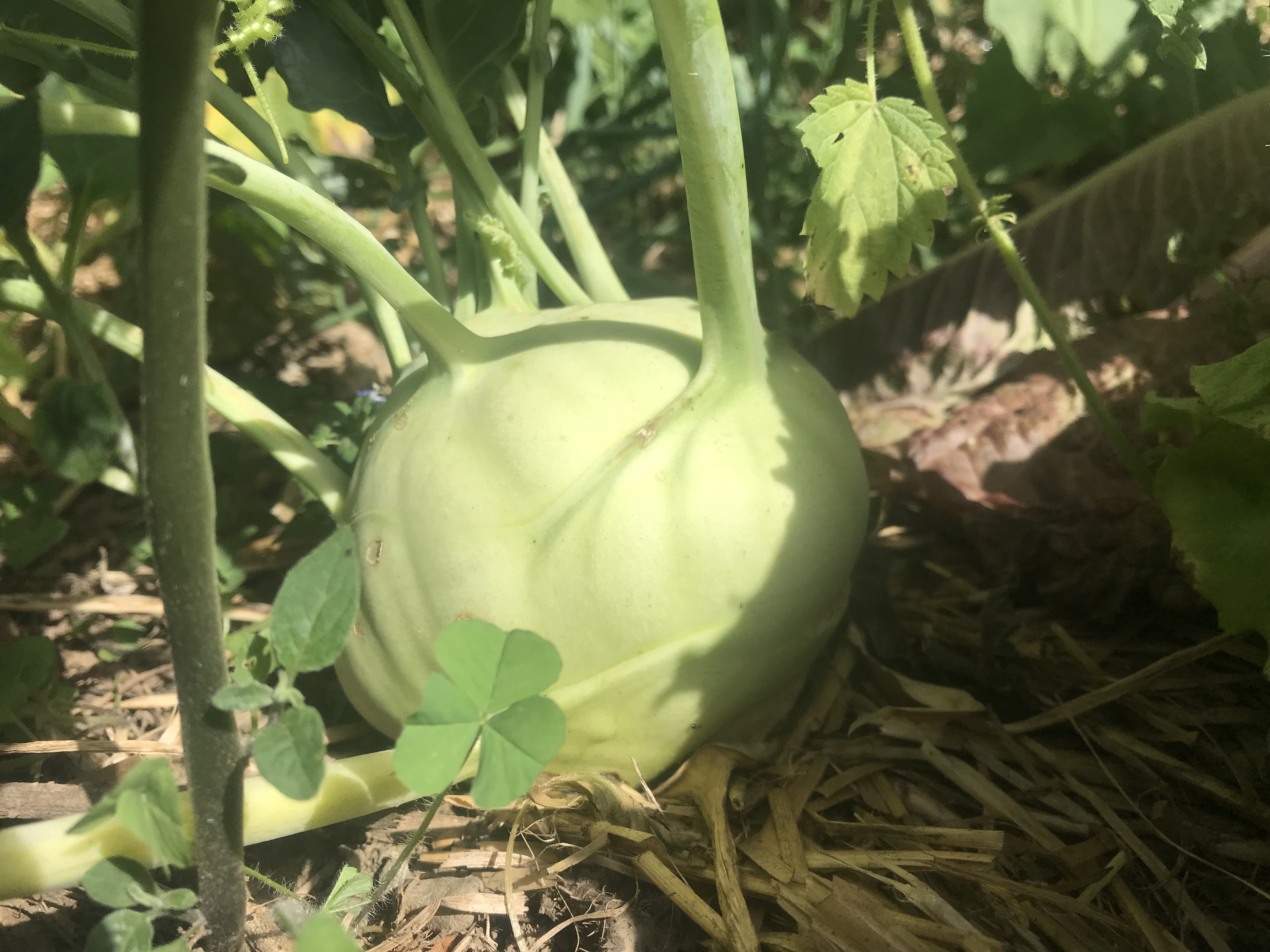 Chou rave un légume facile au jardin
