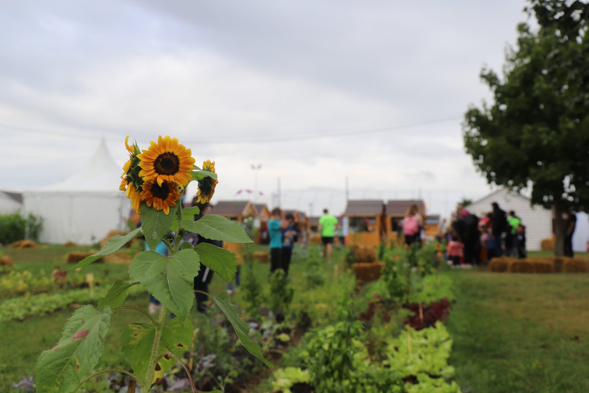 Les Pyrénéennes 2024 le programme complet du 19 au 22 septembre