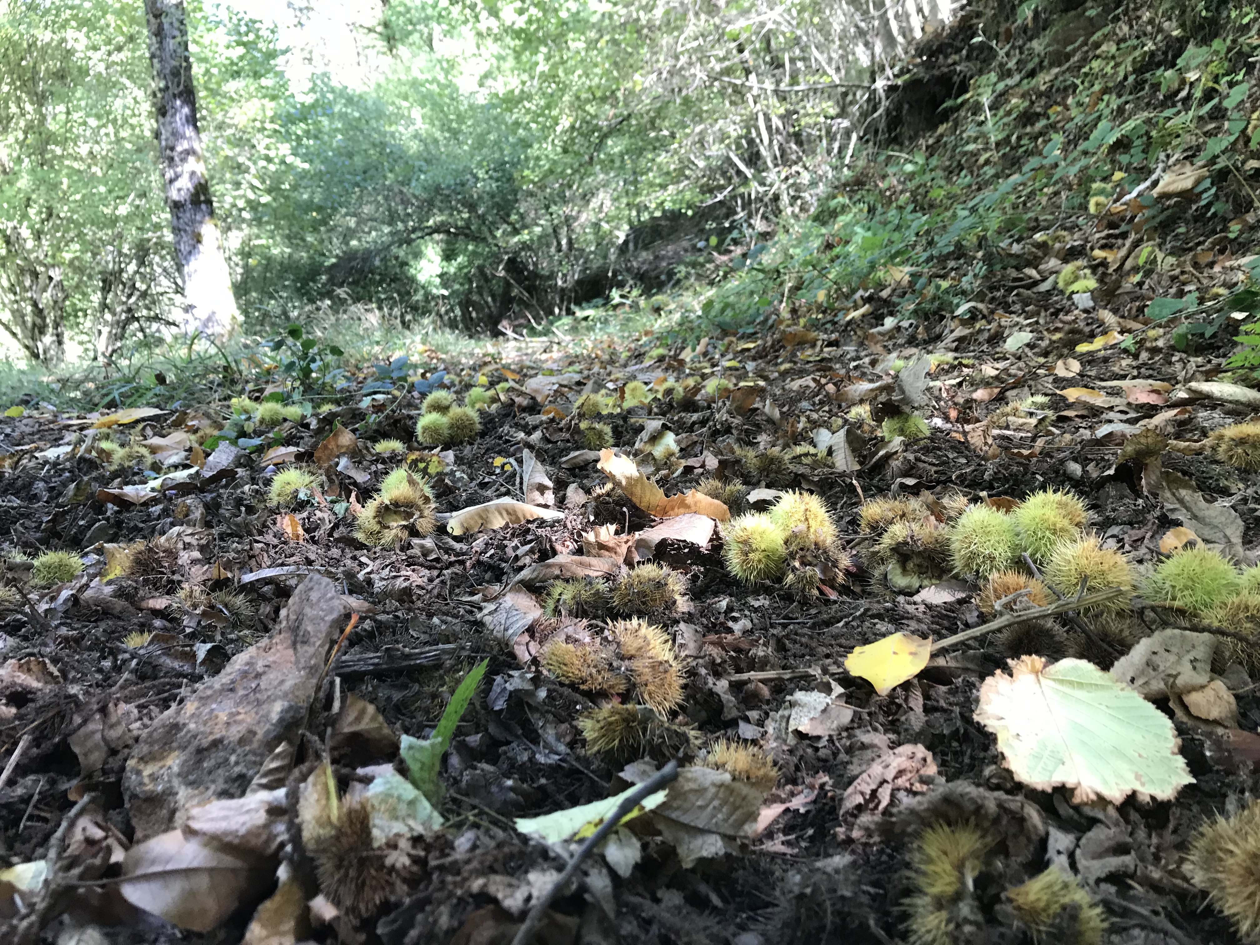 Ramasser les châtaignes autour de Luchon