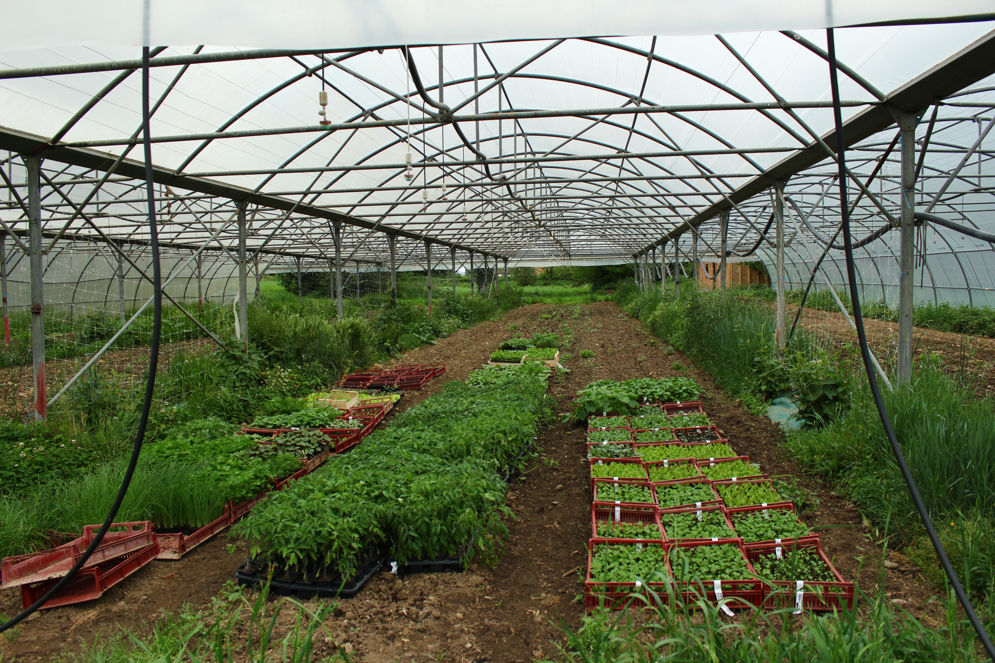 Bon plant bio pour l'école avec les Jardins du Comminges