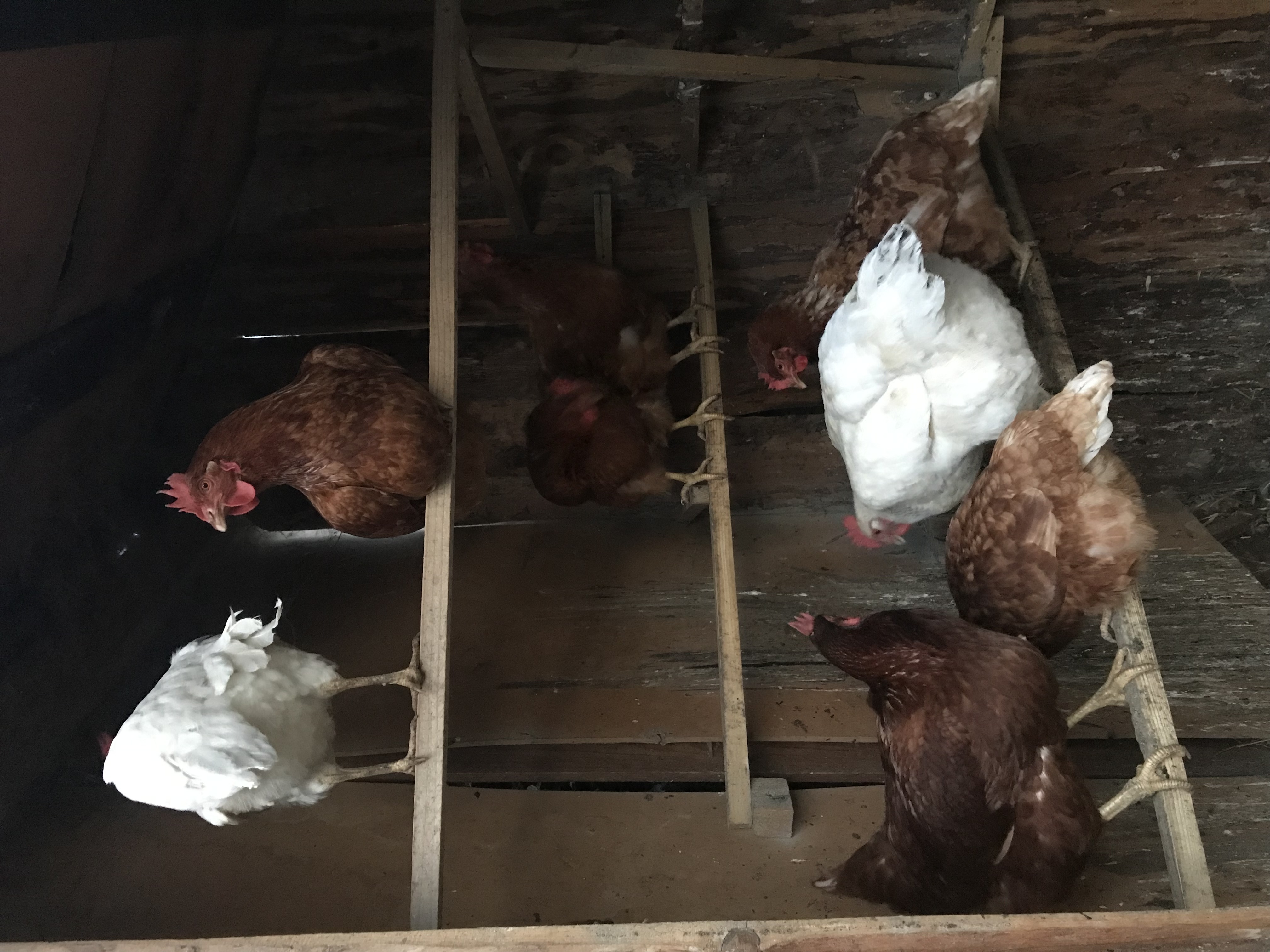 Champs libres aux poules sauvetage de Noël