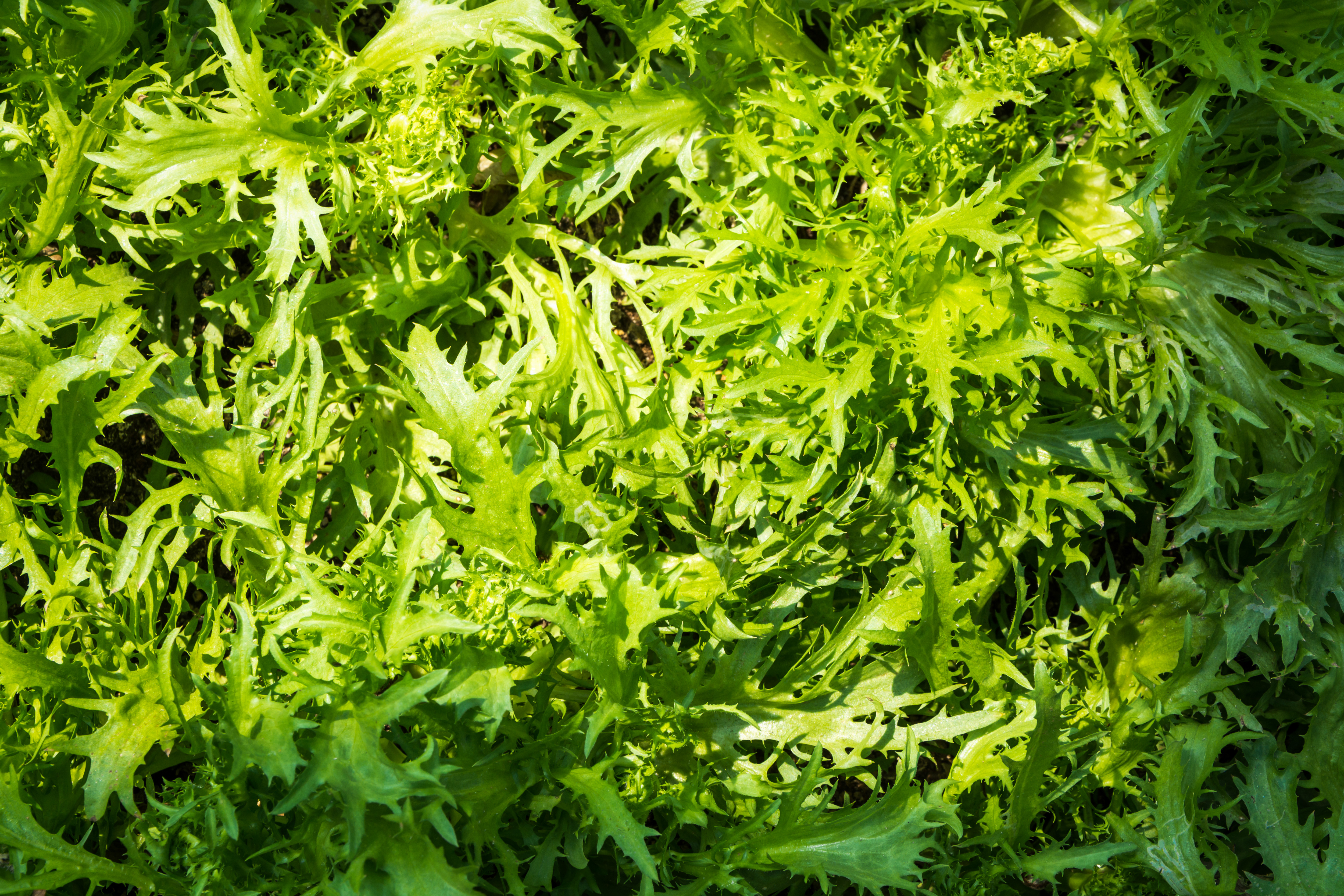 Le mizuna une salade parfaite pour le potager l'hiver en montagne